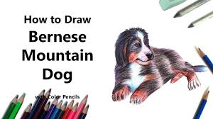 How To Draw A Bernese Mountain Dog With Color Pencils Time Lapse Youtube There are 290 bernese dog drawing for sale on etsy, and they cost £18.64 on average. how to draw a bernese mountain dog with color pencils time lapse