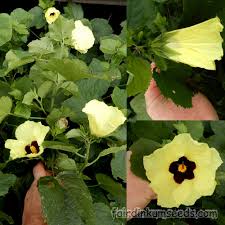 Image result for Hibiscus diversifolius