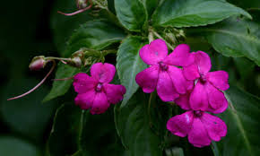 Impatiens need some sunlight for blossom and seed development, but they perform best in filtered shade. Impatiens Walleriana A Patience Plant That Isn T Epic Gardening