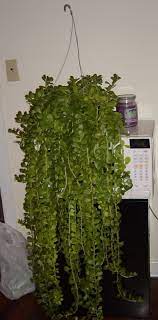 Pin By Patty Hume On Hanging Plants Succulent Gardening Succulent Landscape Design Household Plants