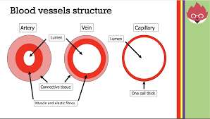 Last medically reviewed on january 22, 2018. Aqa Gcse Biology The Heart And Blood Vessels Teaching Resources