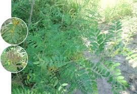 Image result for Indigofera drepanocarpa