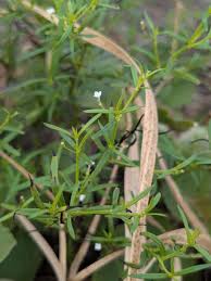 Image result for Oldenlandia herbacea
