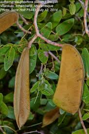 Image result for Julbernardia