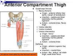 The muscle fibers from the short head join the aponeurotic sheet, comprising the round common tendon that inserts to the lateral aspect of the head of the fibula. The Lower Limb Pelvis Thigh Leg And Foot