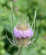 Image result for Dipsacaceae