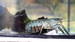 Itulah mengapa kehadirannya sangat dibutuhkan di pasar. Ternak Lobster Air Tawar Udang Kara Youtube