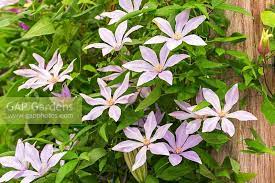 Check spelling or type a new query. Clematis Scented Cl Stock Photo By Gap Photos Image 1387899