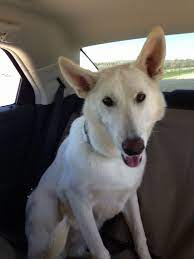 Back Seat Driver White Shepherd White German Shepherd Dogs