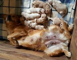 Some dogs bleed very little. What Happens To A Mom Dog S Body After Birth