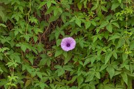 Image result for Ipomoea mauritiana