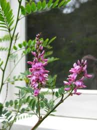 Image result for Indigofera mimosoides