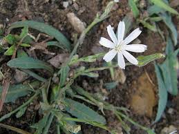 Image result for Lactuca inermis