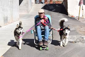 Easily search all of craiglist: Dog Sled For Sale Craigslist Online Shopping