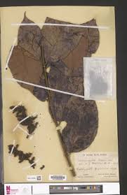 Image result for Trichoscypha lucens