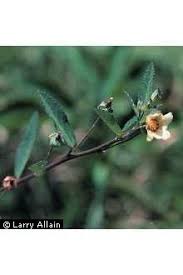 Image result for Sida rhombifolia