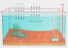 How To Choose Aquarium Equipment In 2020 Fresh Water Fish Tank Aquarium Maintenance Fresh Water