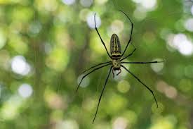 Image result for Arachniodes webbiana