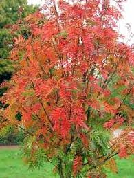 These trees for sale are customizable and available in all plant varieties. Japanese Rowan Trees Sorbus Commixta Tree Nursery Uk Rowan Tree Small Garden Trees Uk Small Trees For Garden