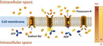 There are two types of active transport: Active Transport Ck 12 Foundation