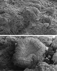 Image result for Sopubia conferta