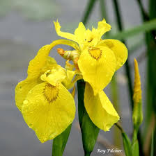 Image result for Iris pseudacorus