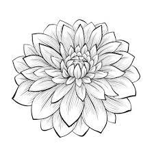 Beautiful Monochrome Black And White Dahlia Flower Isolated On White Dahlia Flower Tattoos Flower Drawing Aster Flower Tattoos