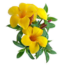 Allamanda Flower Isolated On White Background Stock Photo - Download Image Now - Flower, White Background, Flower Head - iStock