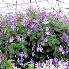 Image result for Streptocarpus