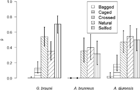 Image result for Agelanthus igneus