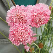 Image result for Scabiosa