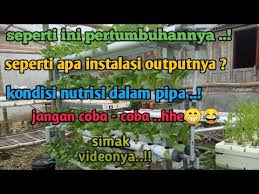 We did not find results for: Review Hidroponik Sistem Dft Rak Bertingkat Youtube