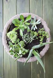 When weeding your garden, you need to figure out if you have plants that need saving. How To Create A Succulent Garden Celebrate Creativity