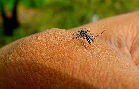 Did you know what is the best mosquito repellent device in 2021? 13 Best Mosquito Killer Types For 2021 Epic Gardening