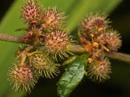 Image result for Triumfetta dekindtiana