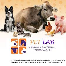 In the pet store category. Pet Lab Laboratorio Clinico Veterinario Reviews Facebook
