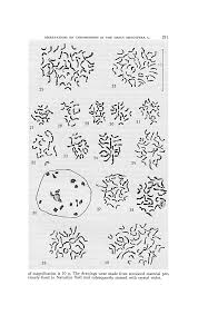 Image result for Indigofera paracapitata