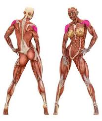However, any overhead press also includes. Arnold Press Shoulder Exercises Lipstick Lifters