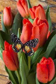 Pin On Tulips