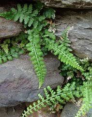 Image result for Asplenium cancellatum