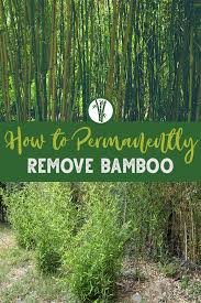 Clumping bamboo does not contain rhizomes, so it's easier to remove from the soil. 5 Ways To Kill Bamboo Permanently Bamboo Plants Hq