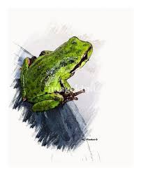 Frog On A Bucket By Rhondi Perdue Ranas Pintar