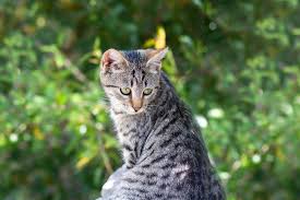 Sie sagen immer nur mach dies und das. Wie Lange Bleibt Deine Katze Weg 7 Grunde Fur Ein Fernbleiben Tractive
