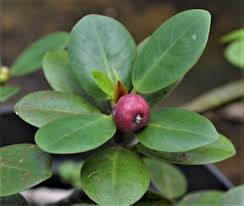 Image result for Grewia microcarpa