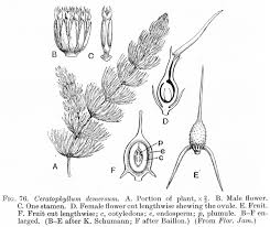 Image result for Ceratophyllaceae