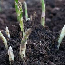 Check spelling or type a new query. How To Grow Asparagus Tips For Planting Asparagus