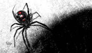 Find images of black widow. Black Widow Spiders Wallpapers Top Free Black Widow Spiders Backgrounds Wallpaperaccess