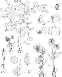Image result for Eriosema pauciflorum