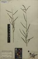 Image result for Aeschynomene mossambicensis