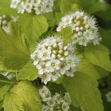 The young leaves are bright golden. Physocarpus Opulifolius Darts Gold Ninebark Garden Plants